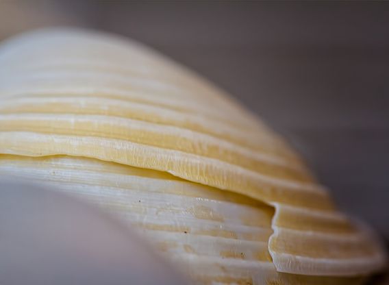 Galveston21_Snapseed