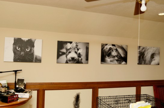 pet wall
